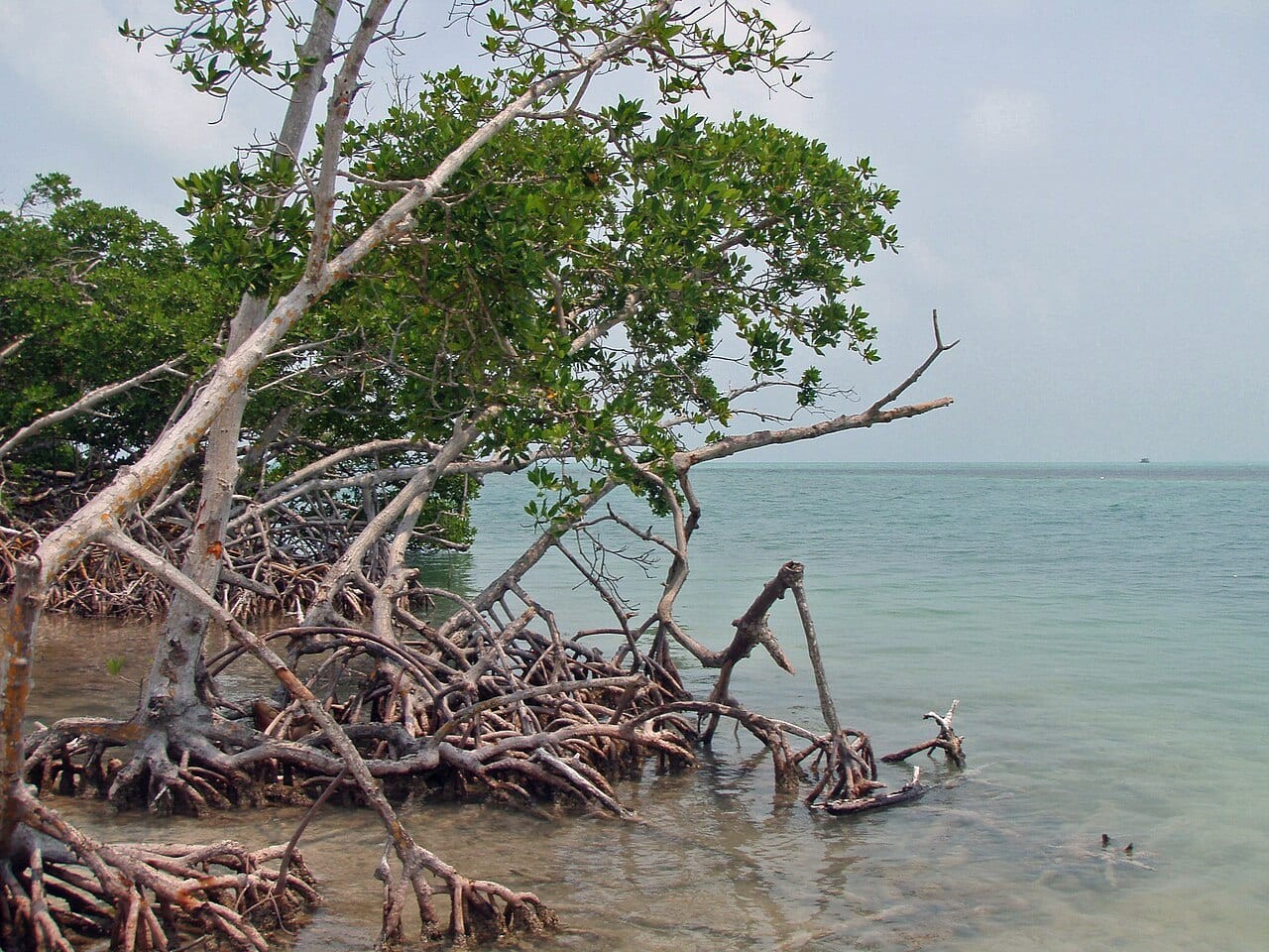 South Ambergris Caye